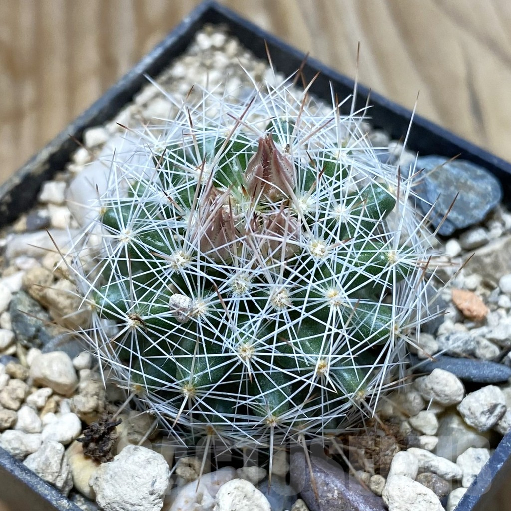 SH6290 Escobaria dasyacantha SB 968