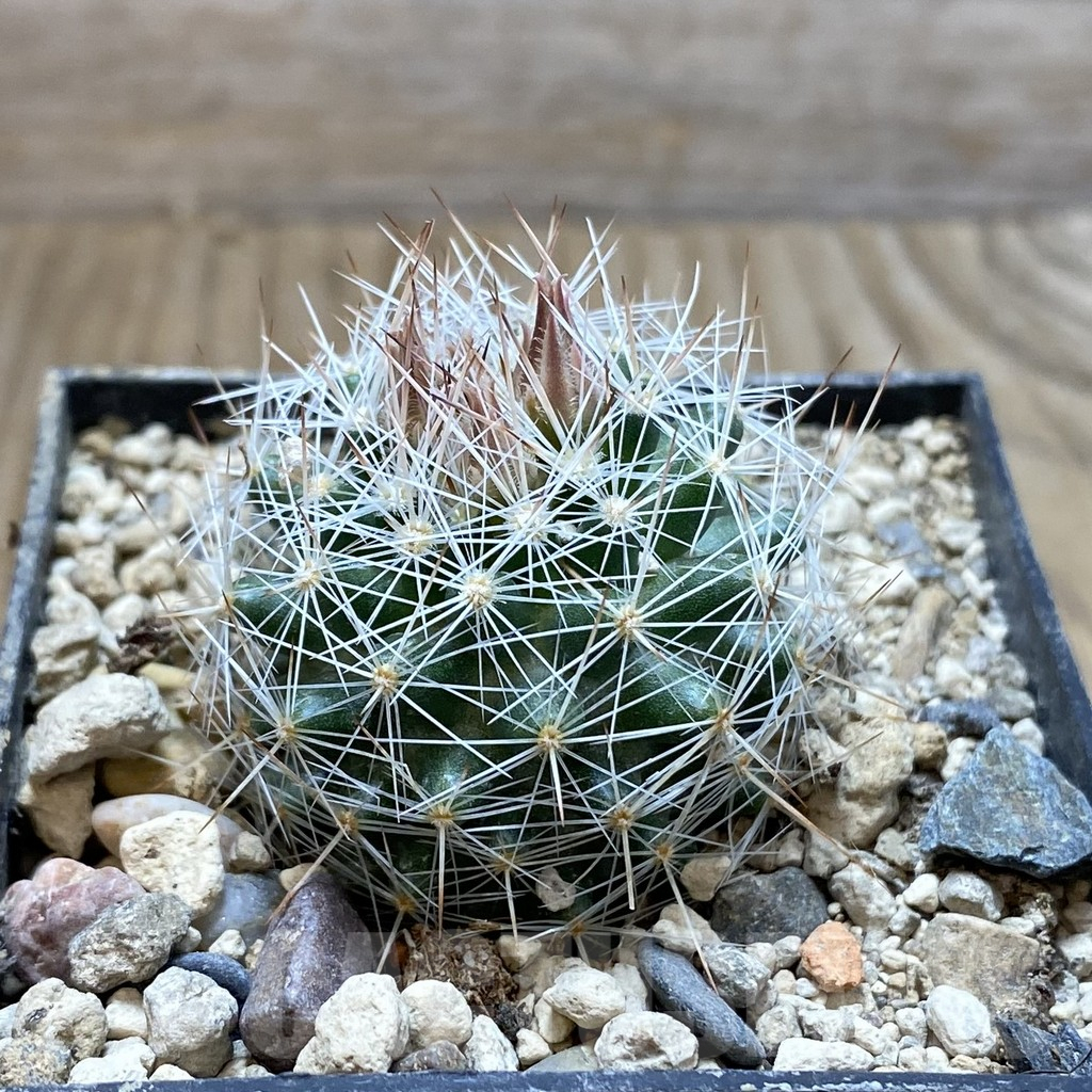 SH6290 Escobaria dasyacantha SB 968 – Bild 2