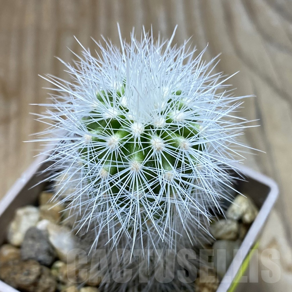 SH6291 Echinocereus nivosus