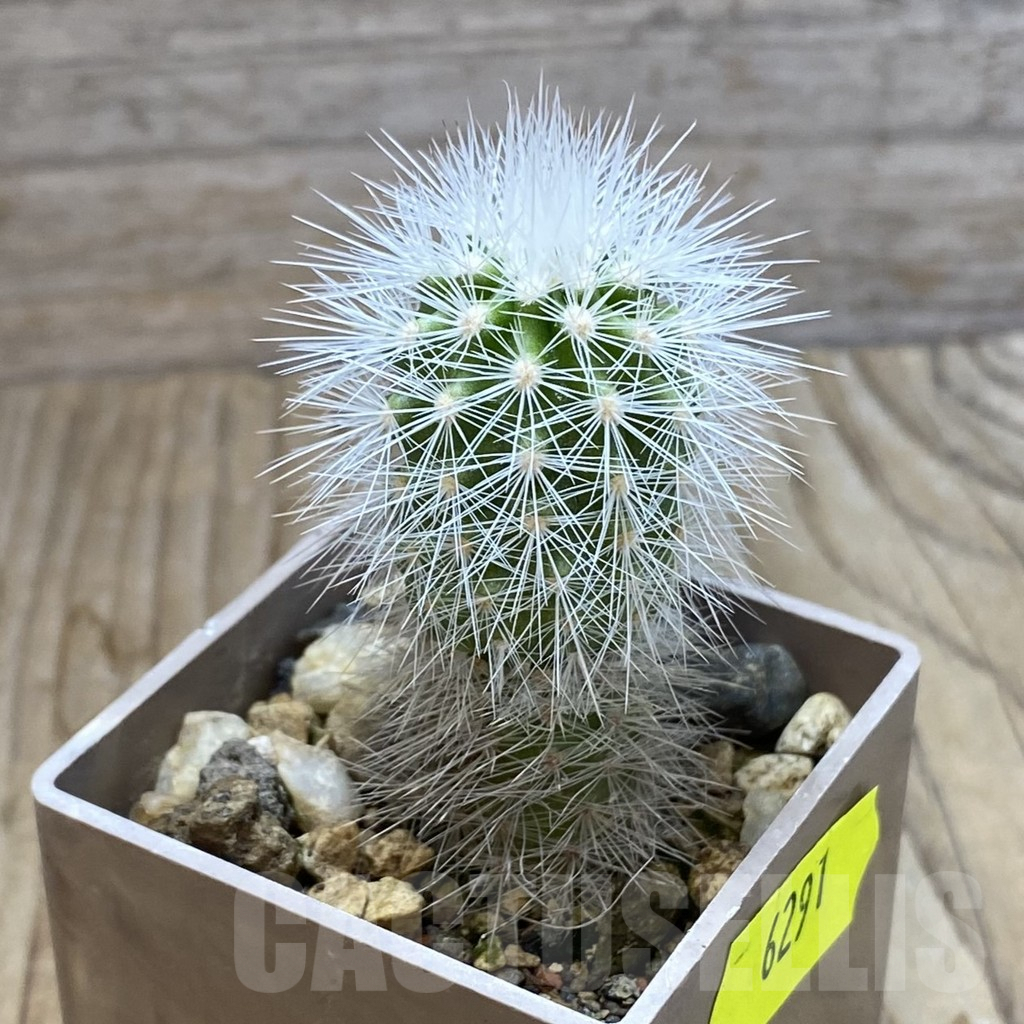 SH6291 Echinocereus nivosus – Bild 2