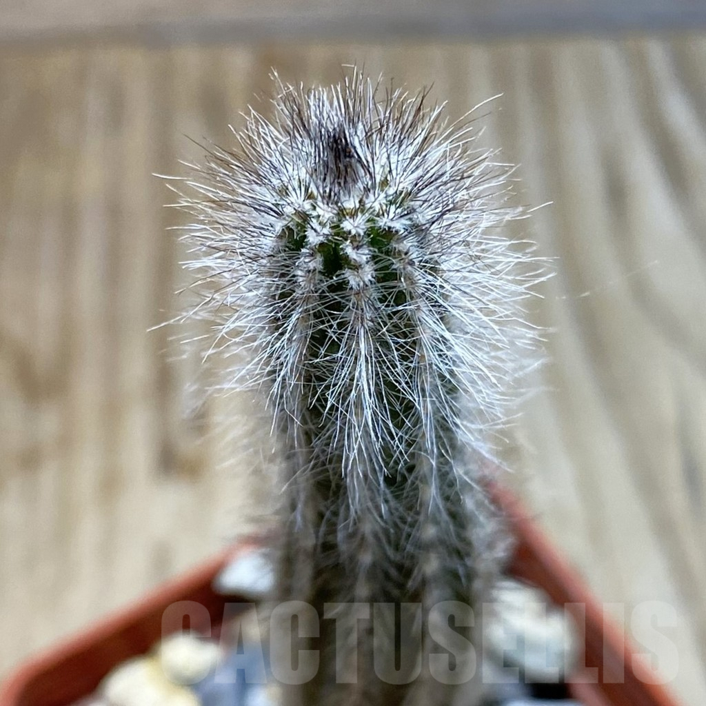 SH6293 Echinocereus schmollii
