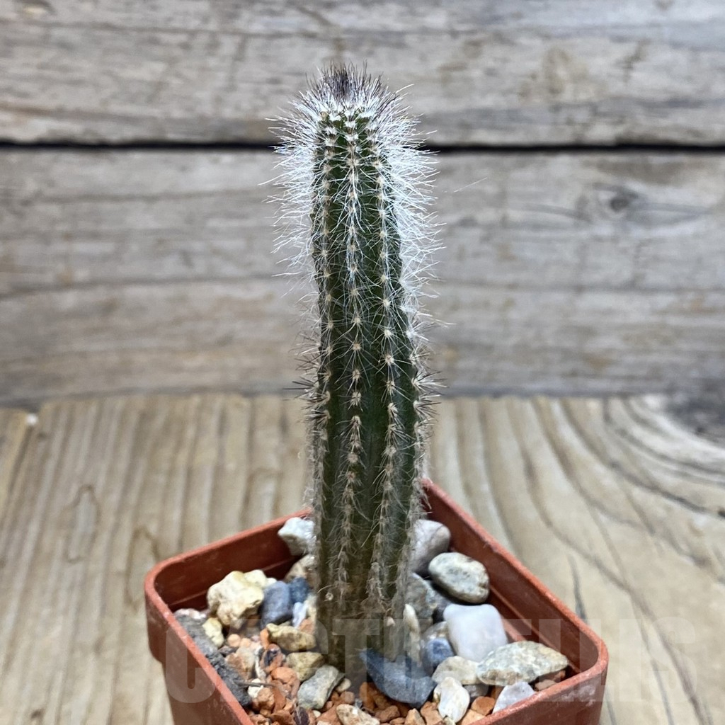 SH6293 Echinocereus schmollii - Зображення 2