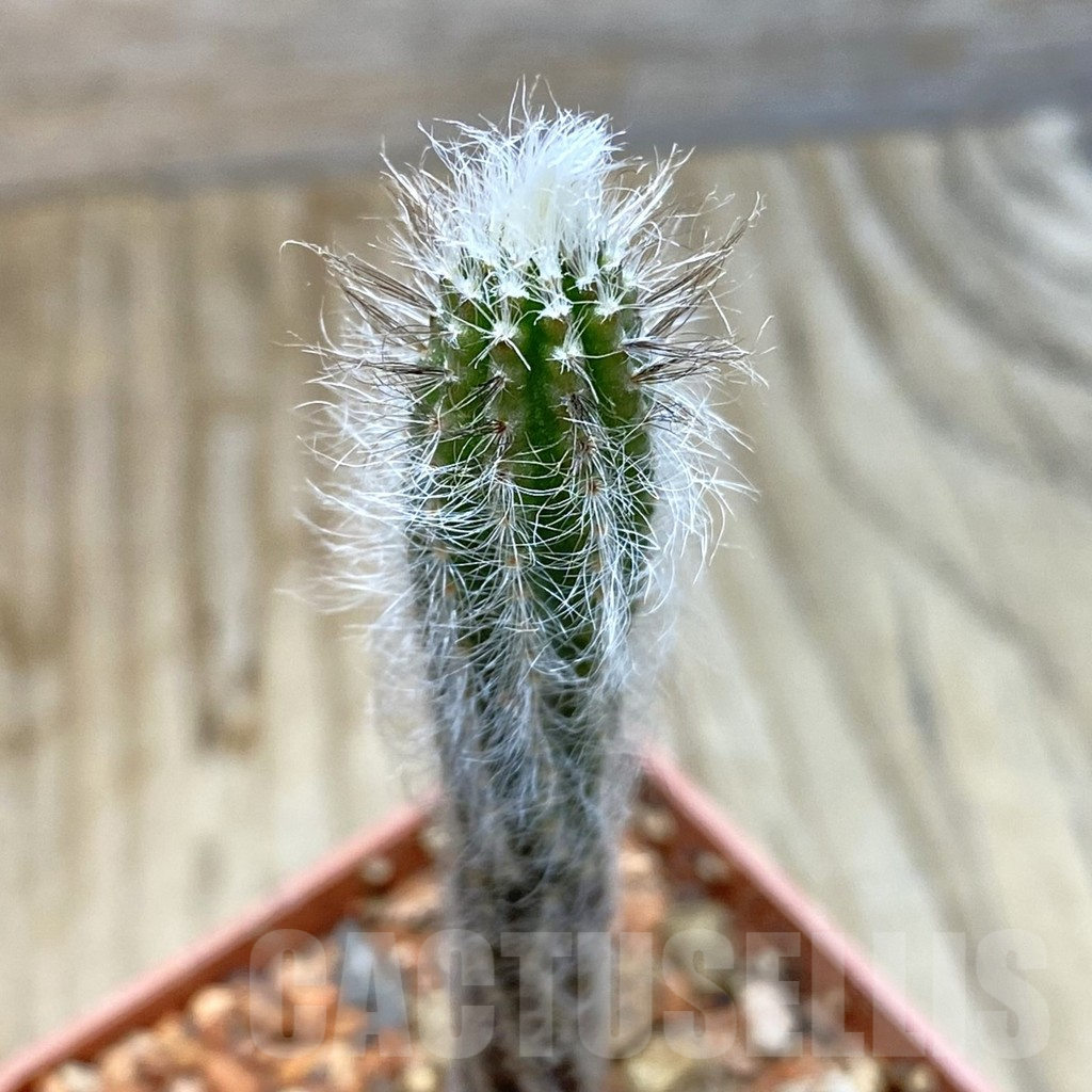 SH6294 Echinocereus schmollii