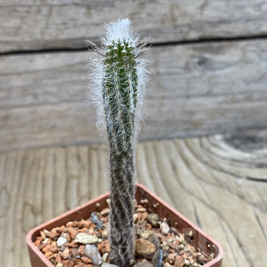 SH6294 Echinocereus schmollii - Image 2