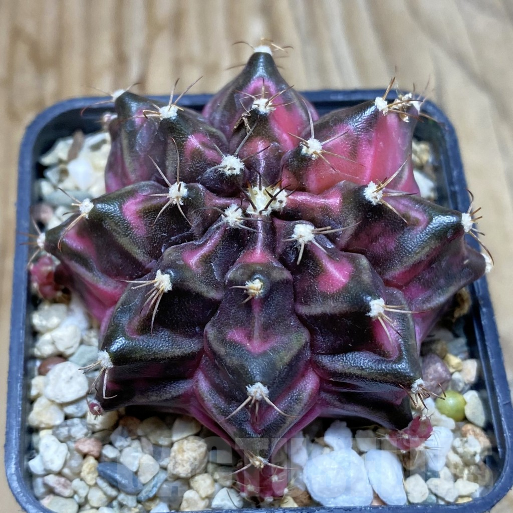 SH6314 Gymnocalycium mihanovichii ‘Pink Diamond’ hybrid, seedling