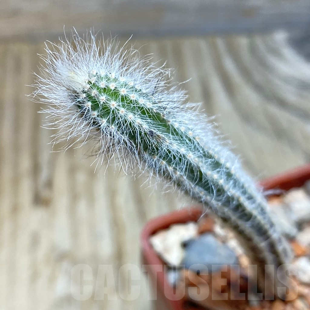 SH6295 Echinocereus schmollii
