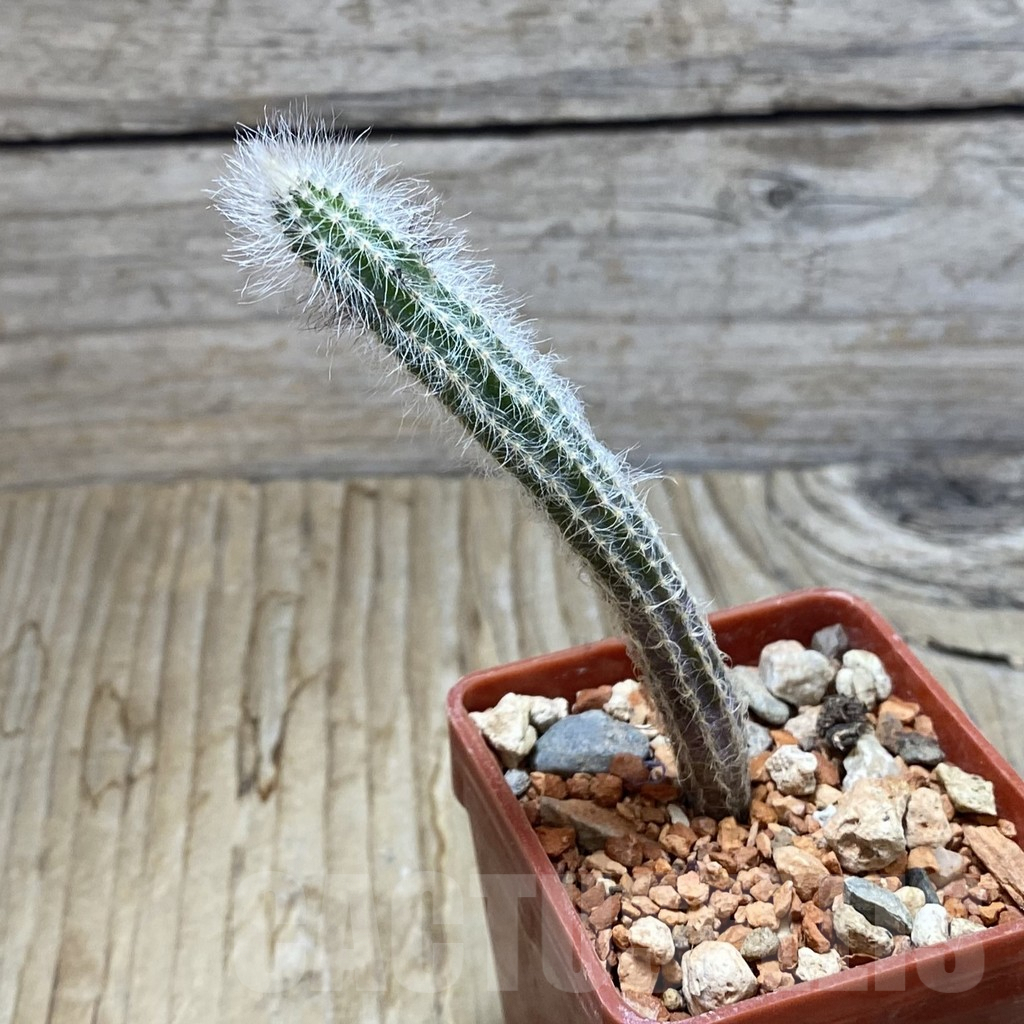 SH6295 Echinocereus schmollii - Image 2