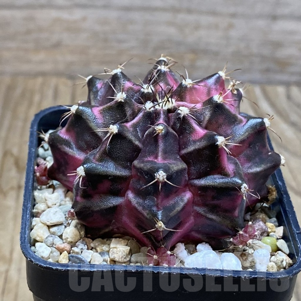 SH6314 Gymnocalycium mihanovichii ‘Pink Diamond’ hybrid, seedling - Image 2