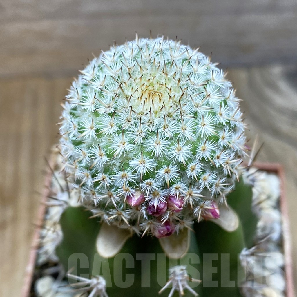SH6299 Mammillaria crucigera MH 342, grafted -Oxatlan-