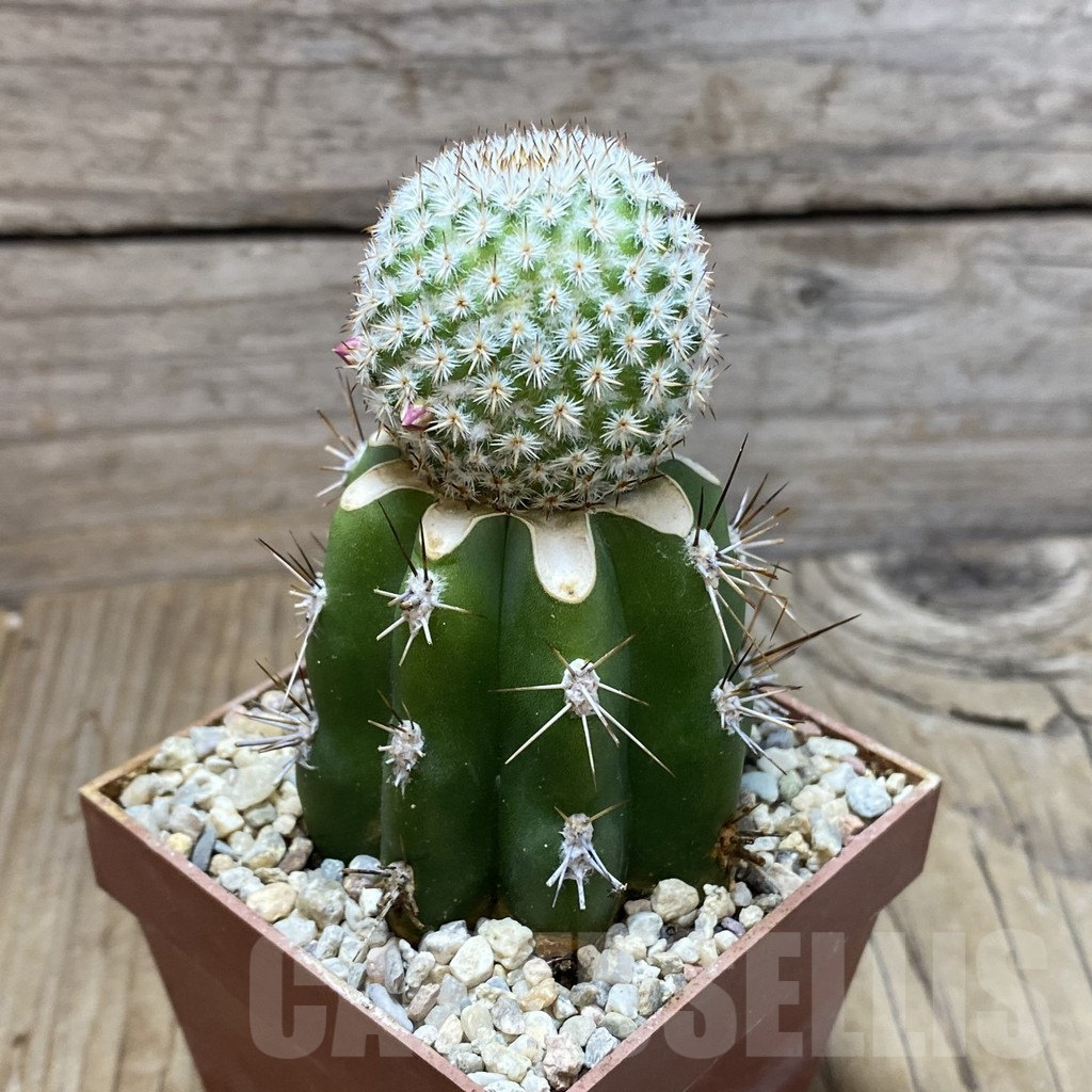 SH6299 Mammillaria crucigera MH 342, grafted -Oxatlan- - immagine 2