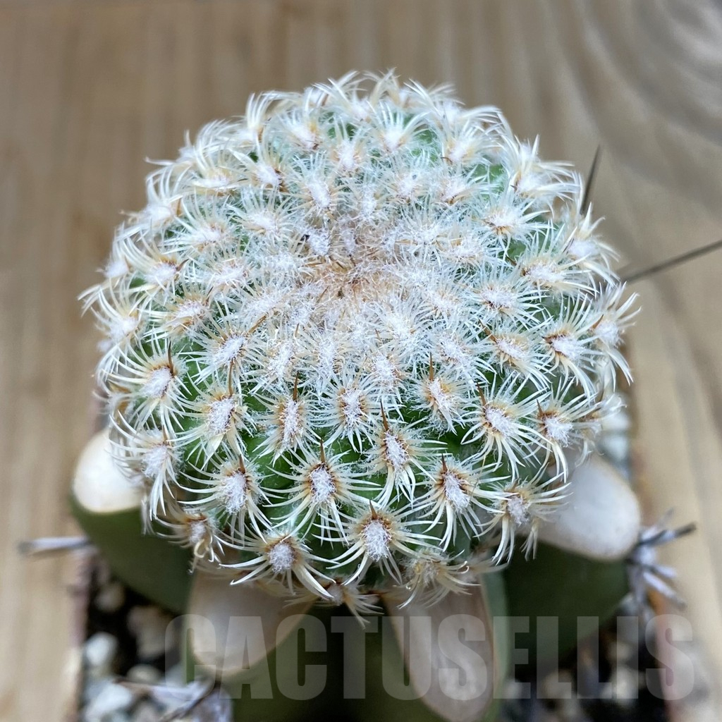 SH6301 Mammillaria huitzilopochtli, grafted