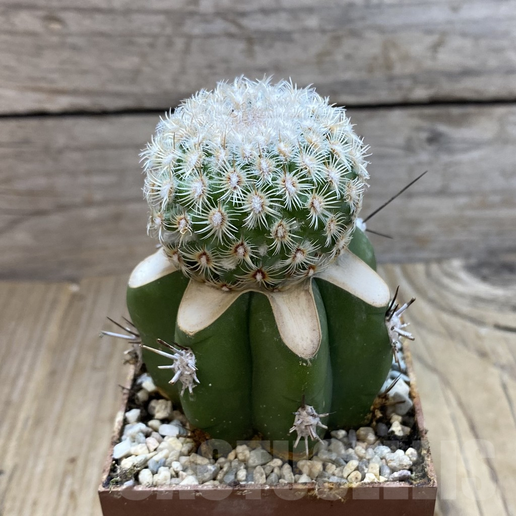 SH6301 Mammillaria huitzilopochtli, grafted - immagine 2
