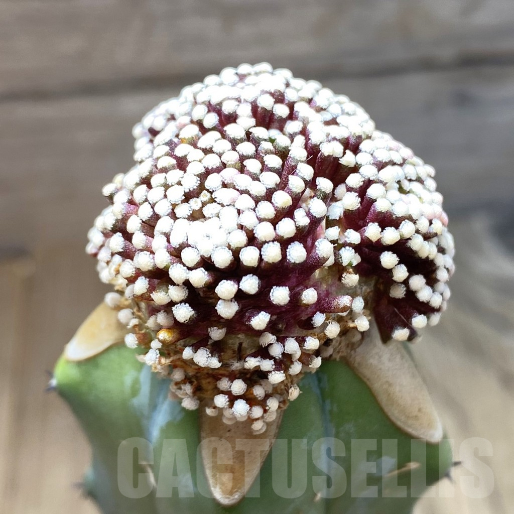 SH6303 Mammillaria luethyi, grafted