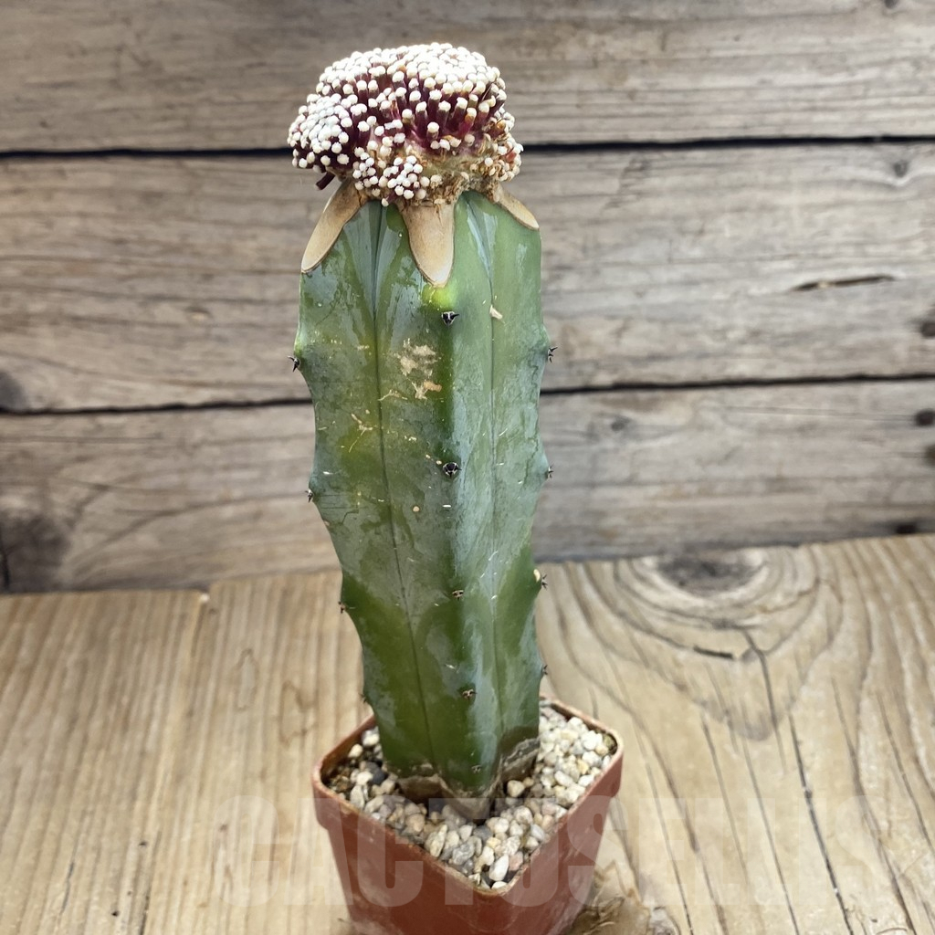 SH6303 Mammillaria luethyi, grafted - Imagen 2