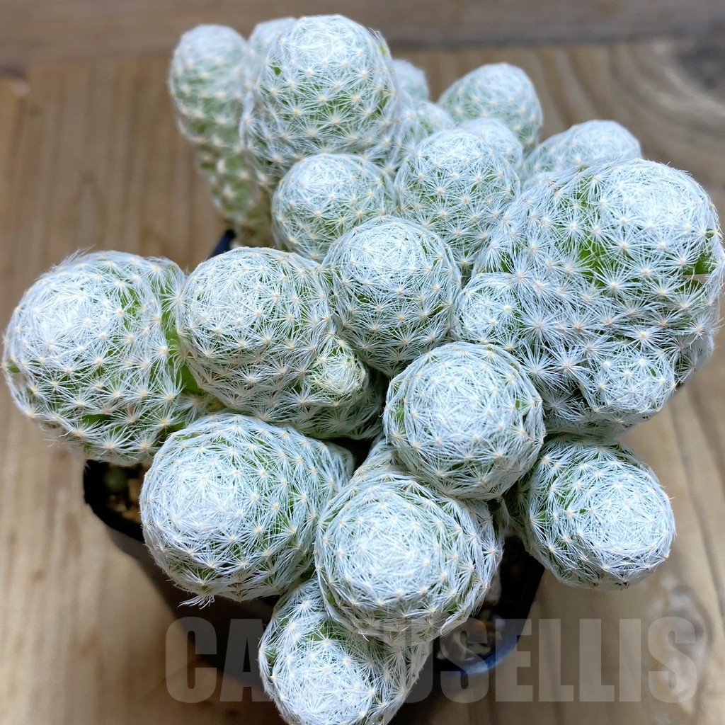 SH6304 Mammillaria humboldtii f. caespitosa