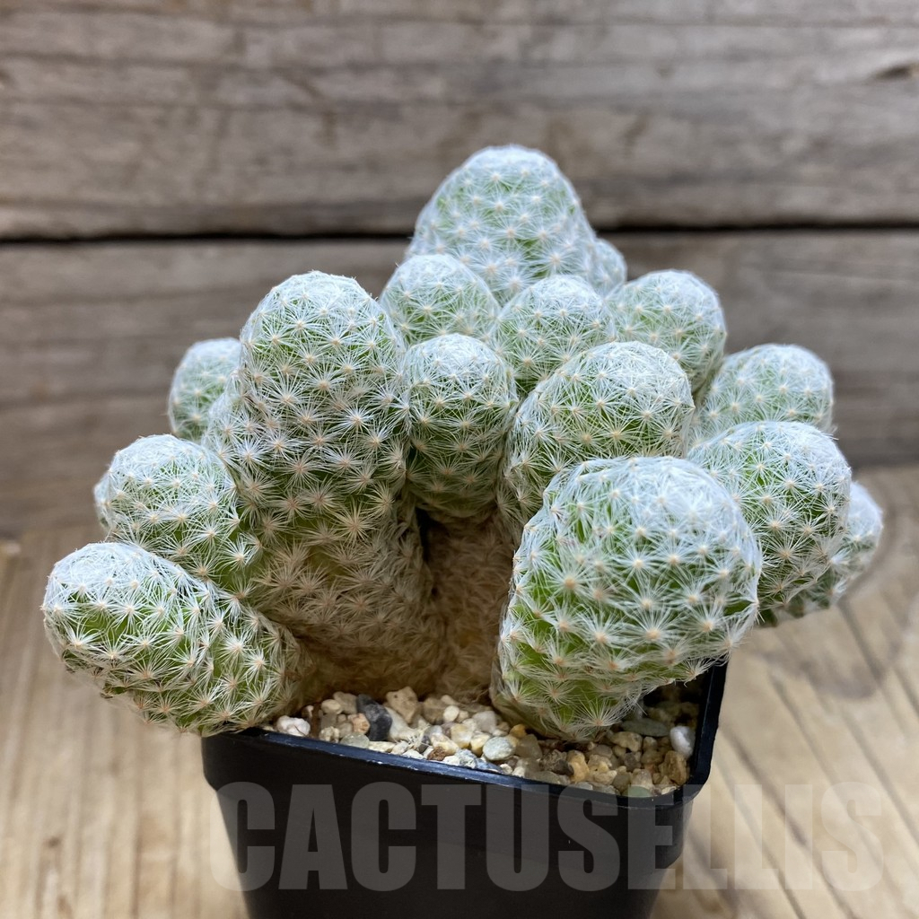SH6304 Mammillaria humboldtii f. caespitosa - Imagen 2