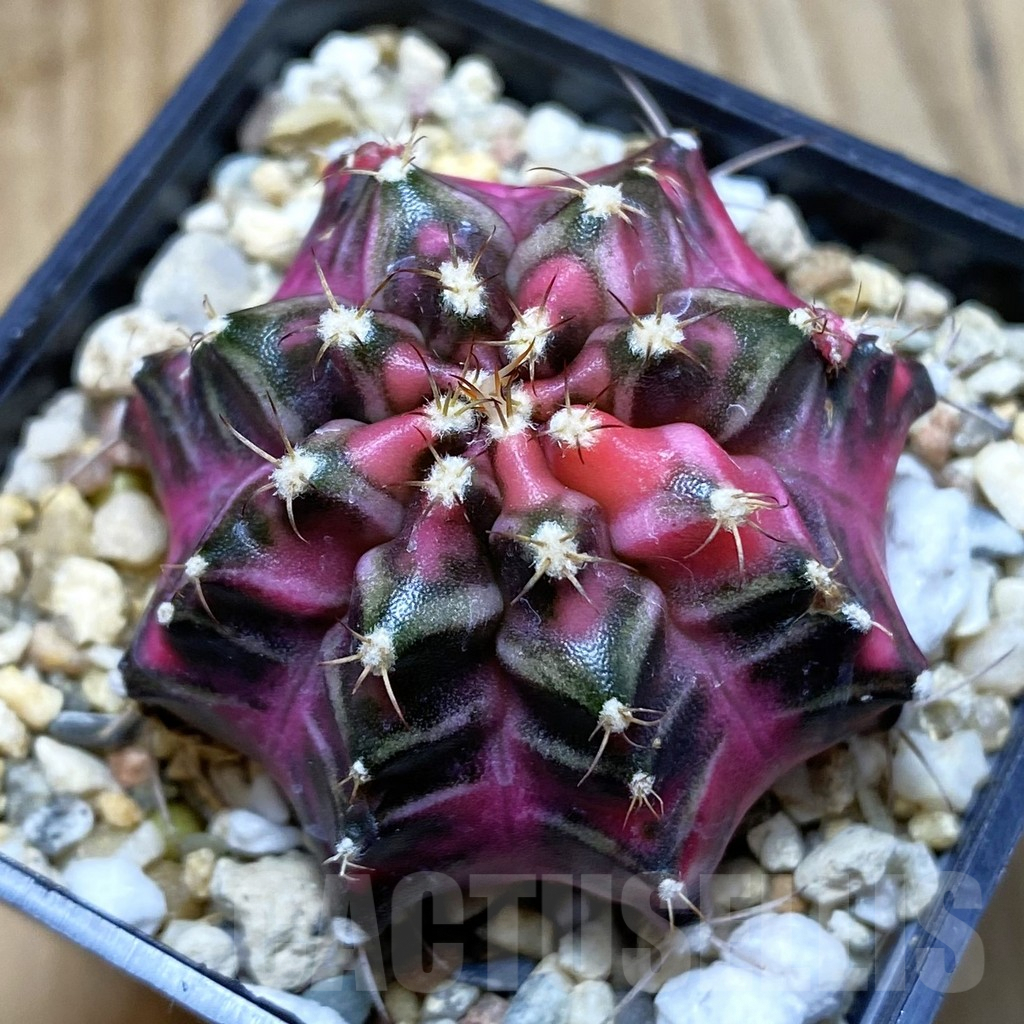SH6315 Gymnocalycium mihanovichii ‘Pink Diamond’ hybrid, seedling