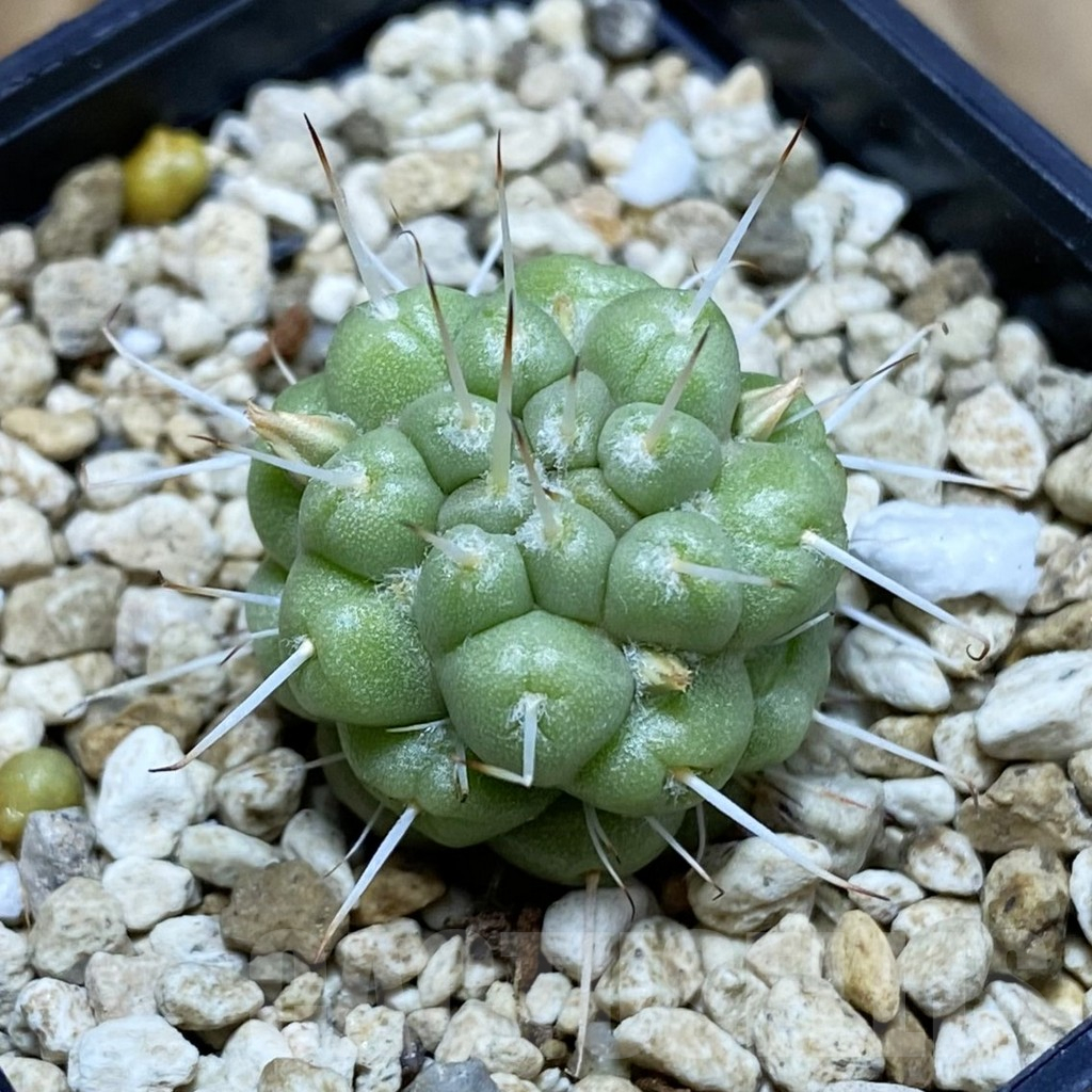 SH6306 Mammillaria schumannii f. monstrosa