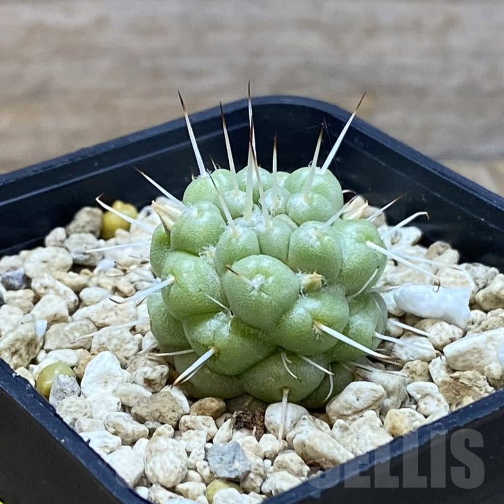 SH6306 Mammillaria schumannii f. monstrosa - immagine 2