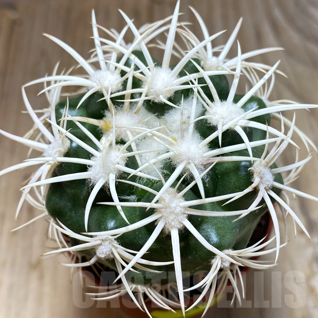 SH6307 Discocactus petr-halfari MH725 -E Juazeiro-, grafted