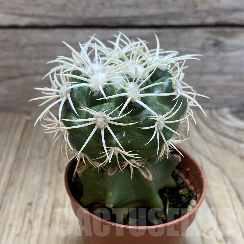 SH6307 Discocactus petr-halfari MH725 -E Juazeiro-, grafted - immagine 2