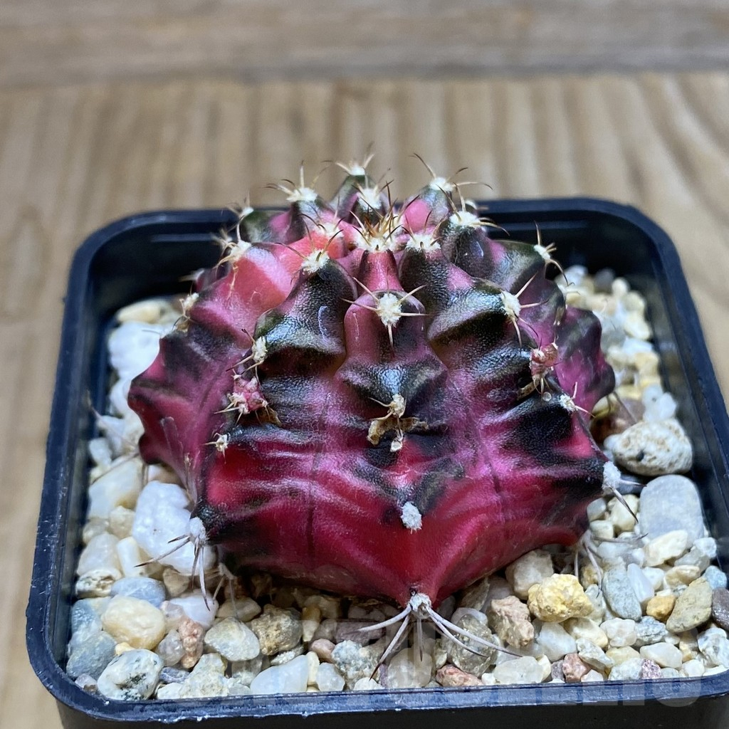 SH6315 Gymnocalycium mihanovichii ‘Pink Diamond’ hybrid, seedling - Image 2