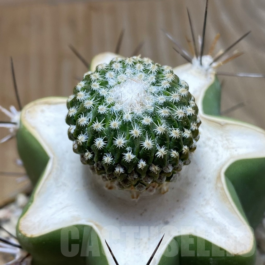 SH6309 Encephalocarpus strobiliformis, grafted