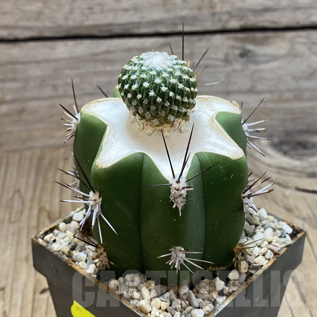 SH6309 Encephalocarpus strobiliformis, grafted - immagine 2