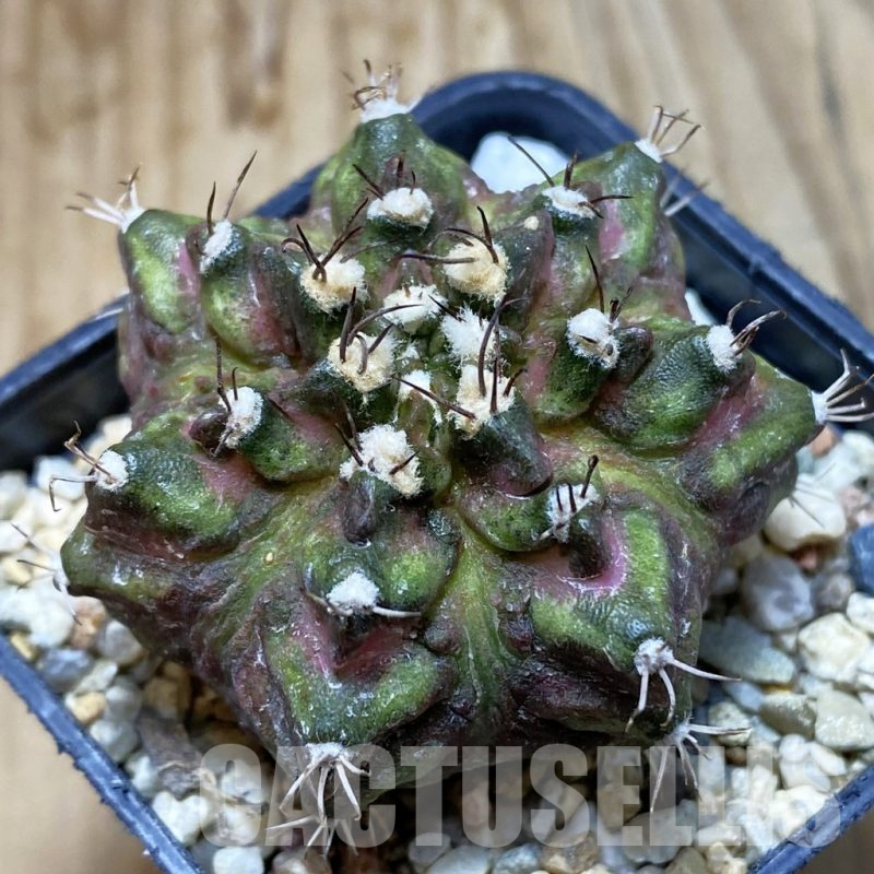 SH6318 Gymnocalycium mihanovichii 'T-Rex' hybrid, seedling