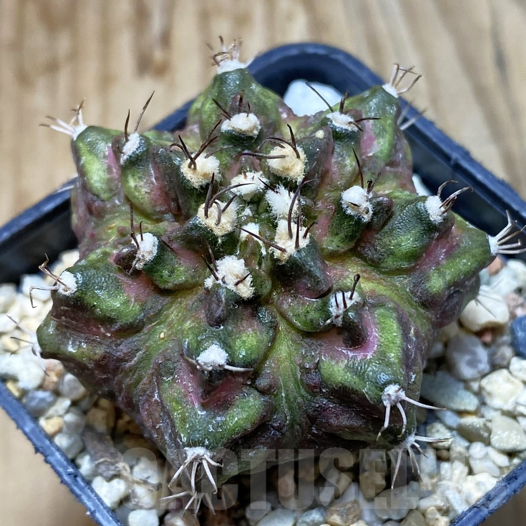 SH6318 Gymnocalycium mihanovichii 'T-Rex' hybrid, seedling