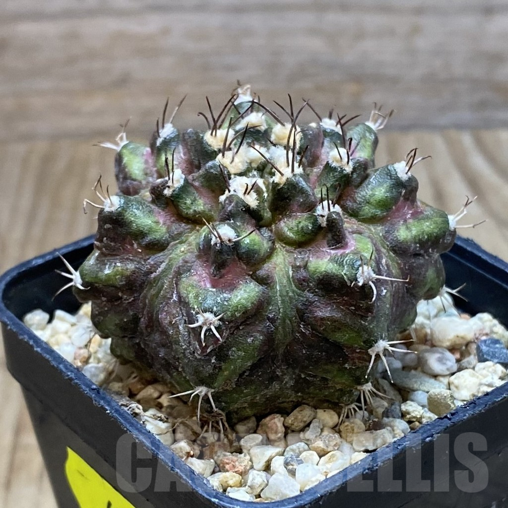 SH6318 Gymnocalycium mihanovichii 'T-Rex' hybrid, seedling - Image 2
