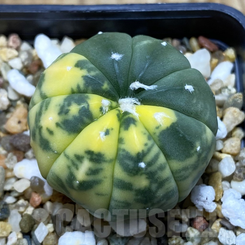 SH6319 Astrophytum asterias f. variegata