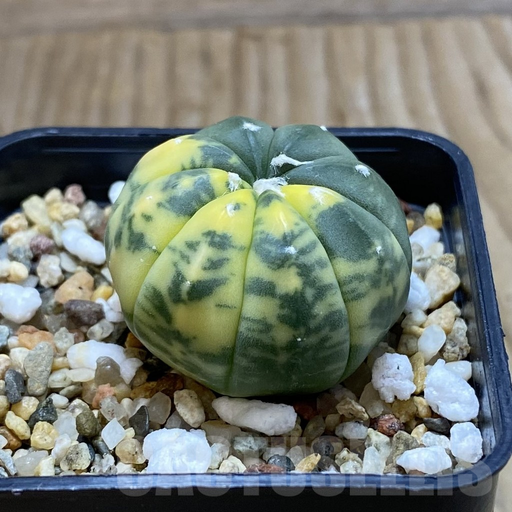 SH6319 Astrophytum asterias f. variegata - Image 2