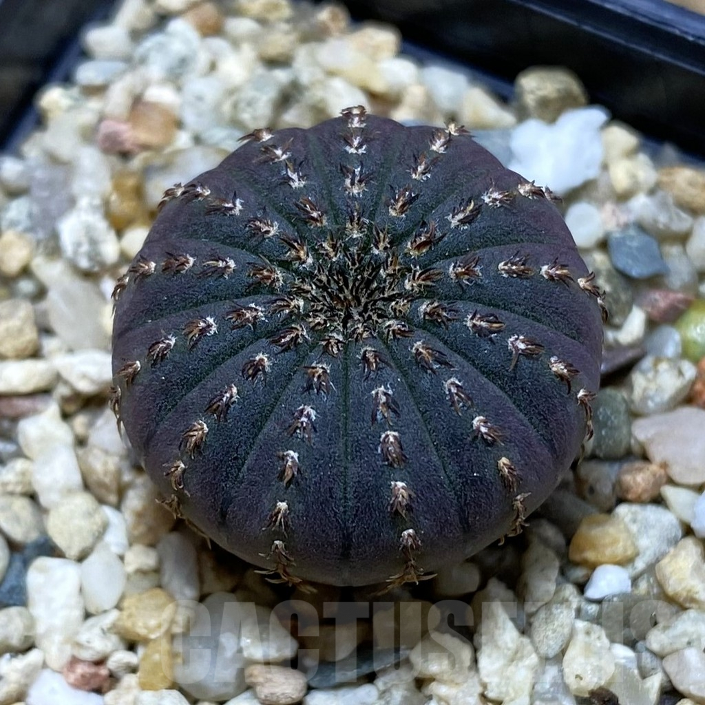 SH6320 Frailea asterioides