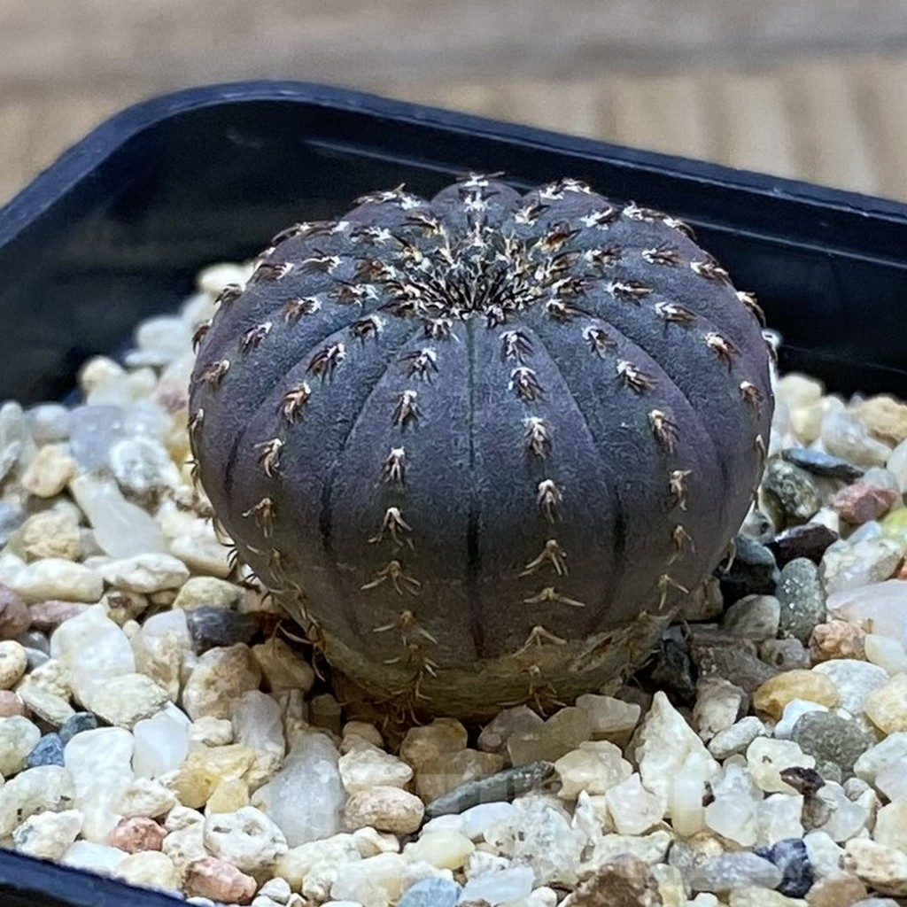 SH6320 Frailea asterioides - Image 2