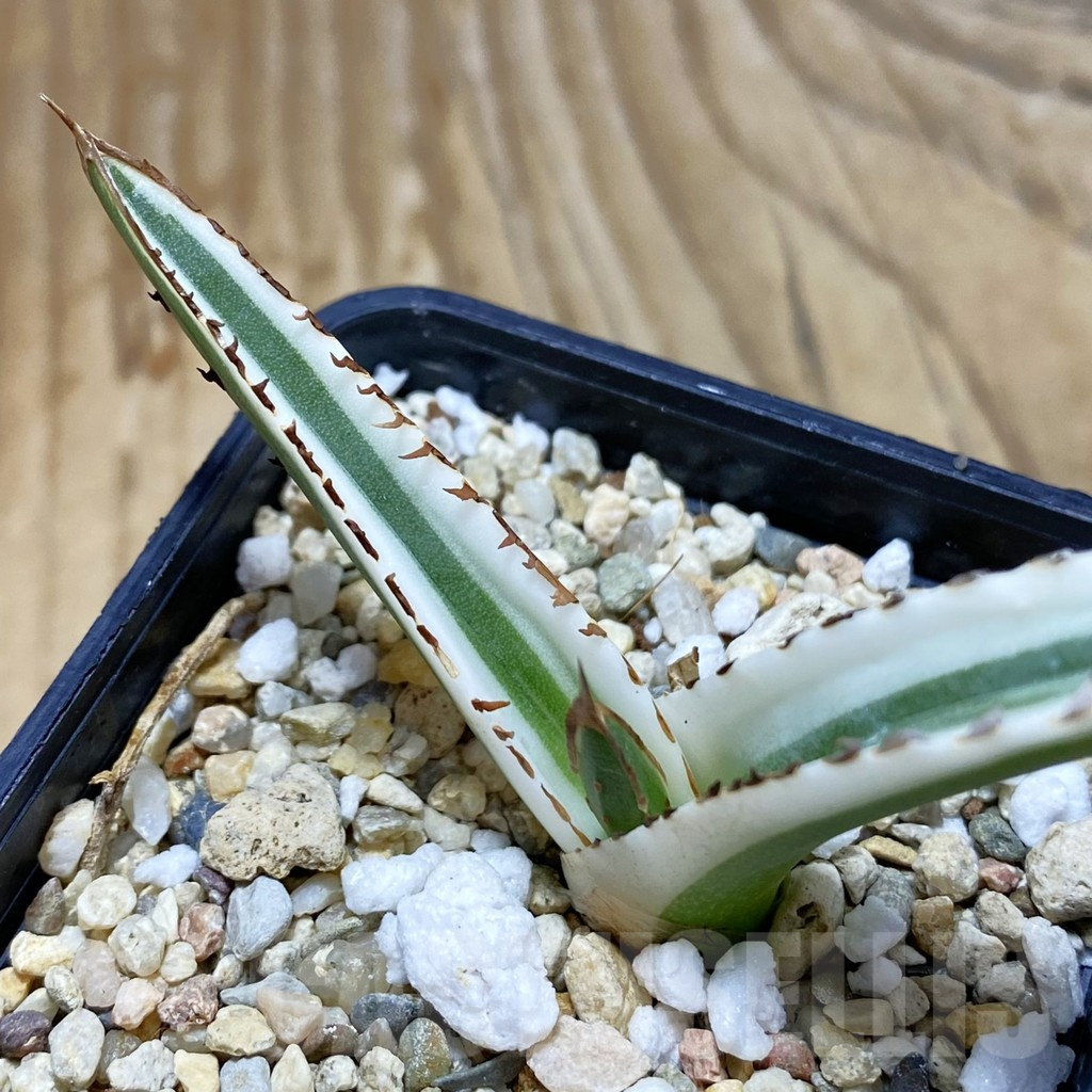 SH6321 Agave victoriae-reginae 'White Rhino'