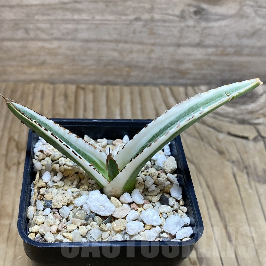 SH6321 Agave victoriae-reginae 'White Rhino' - immagine 2