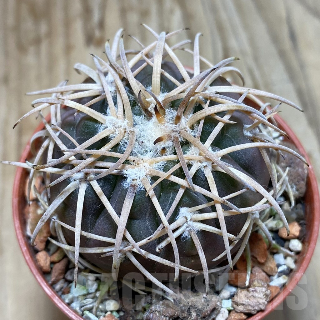 SH6322 Gymnocalycium spegazzinii TOM 06-81/1 -El Obelisco-