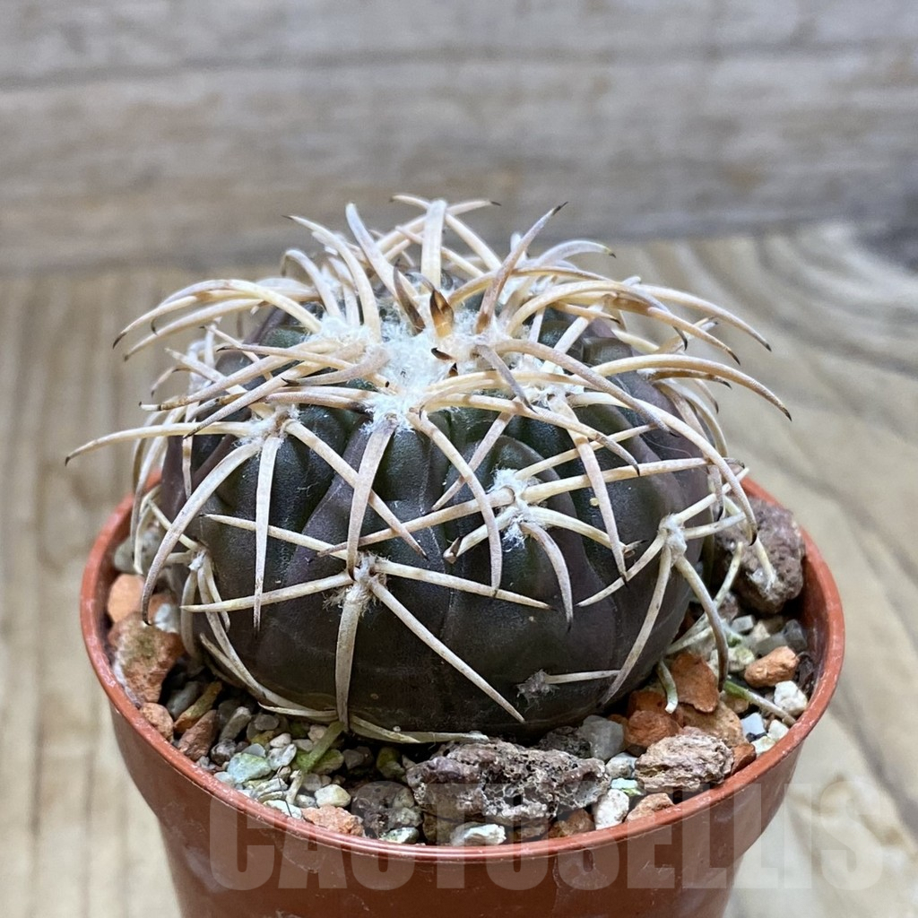 SH6322 Gymnocalycium spegazzinii TOM 06-81/1 -El Obelisco- – Bild 2