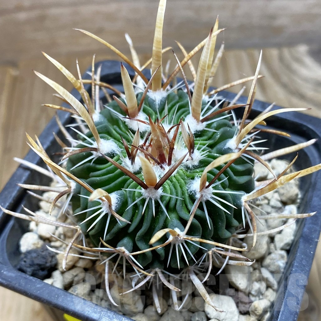 SH6311 Echinofossulocactus erectocentrus