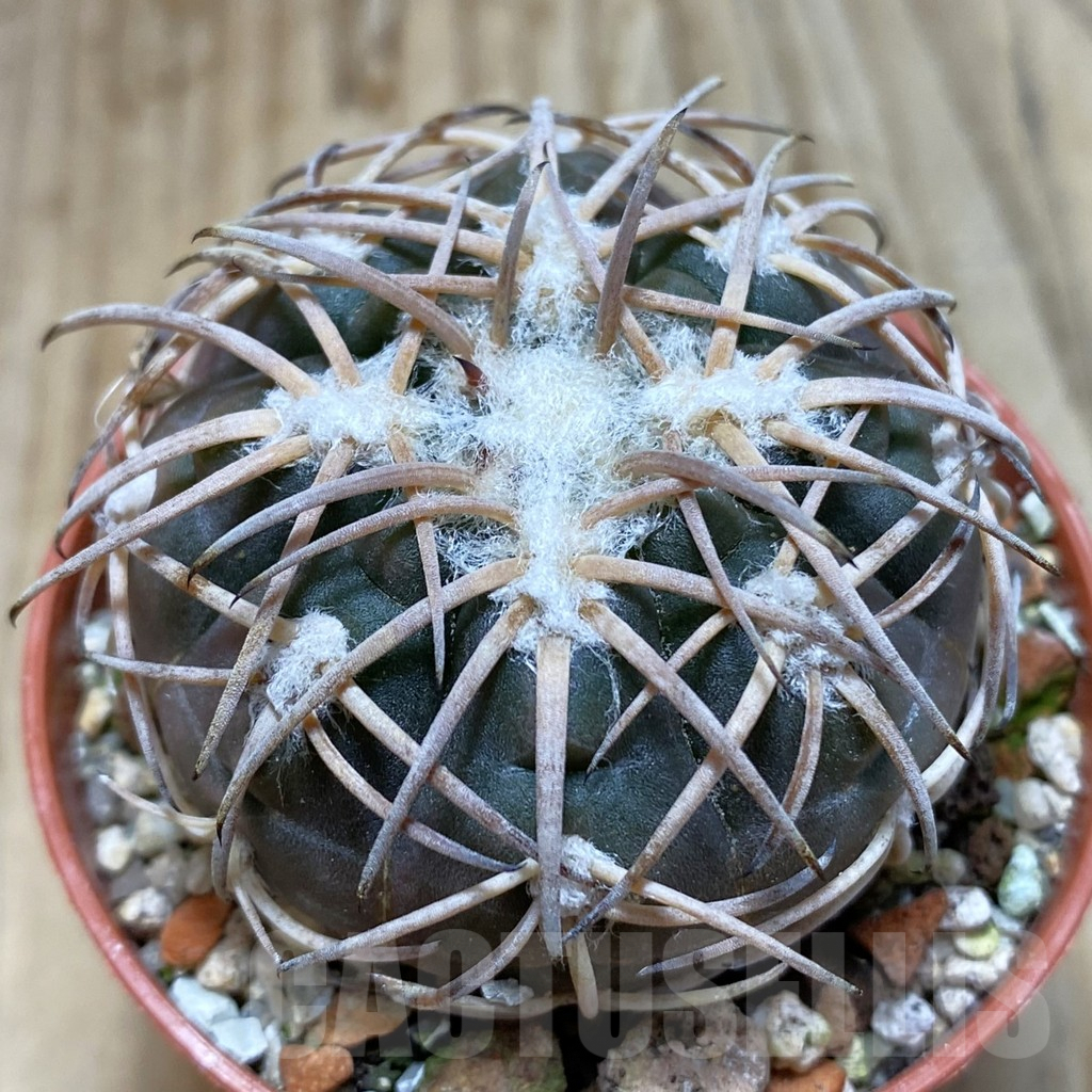 SH6323 Gymnocalycium spegazzinii TOM 06-81/1 -El Obelisco-