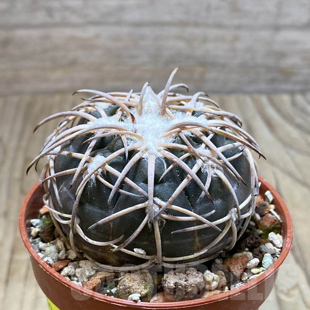 SH6323 Gymnocalycium spegazzinii TOM 06-81/1 -El Obelisco- - immagine 2