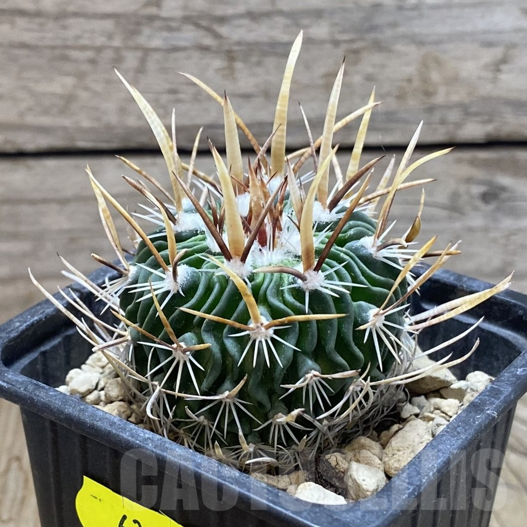 SH6311 Echinofossulocactus erectocentrus - Image 2