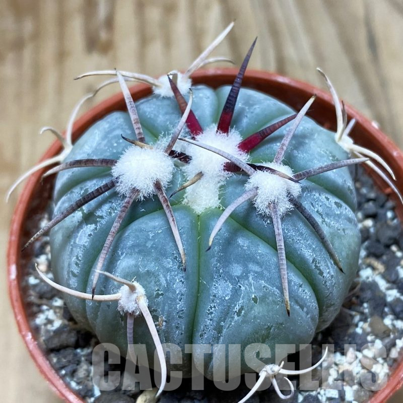 SH6330 Echinocactus horizonthalonius MR 21