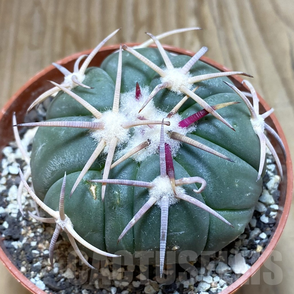 SH6312 Echinocactus horizonthalonius -Carazone d Mol-