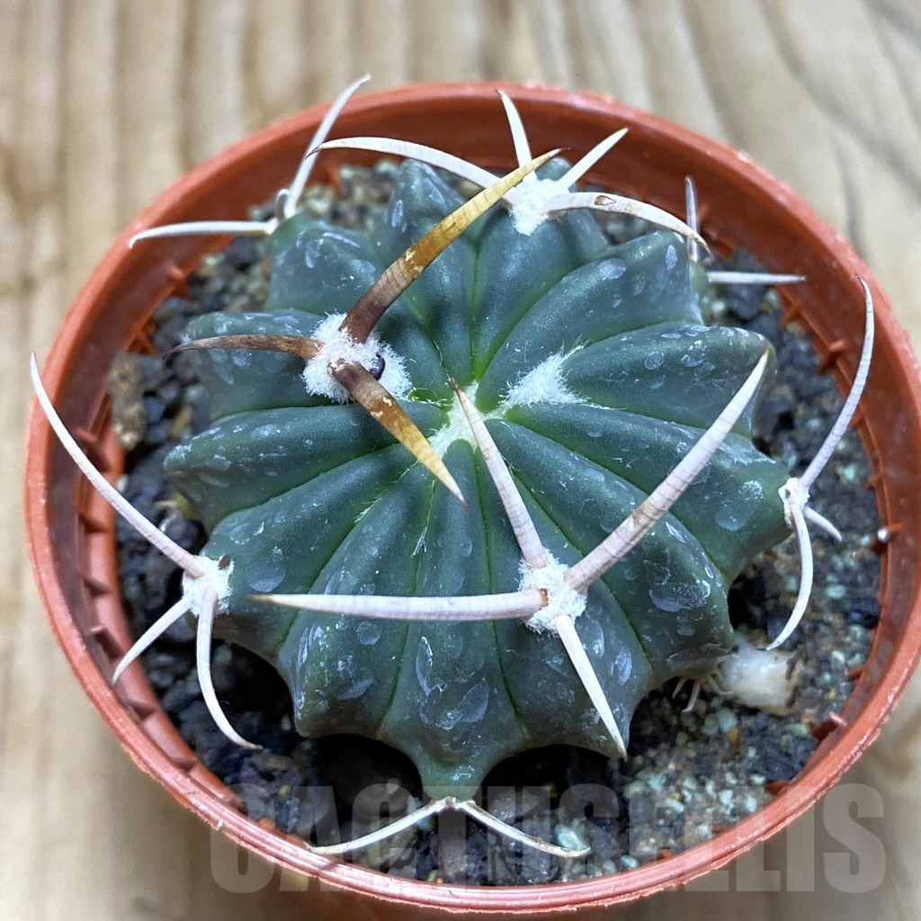 SH6335 Echinofossulocactus coptonogonus PP 959 -Ventura SLP-