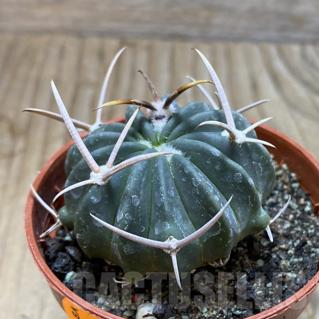 SH6335 Echinofossulocactus coptonogonus PP 959 -Ventura SLP- - Image 2