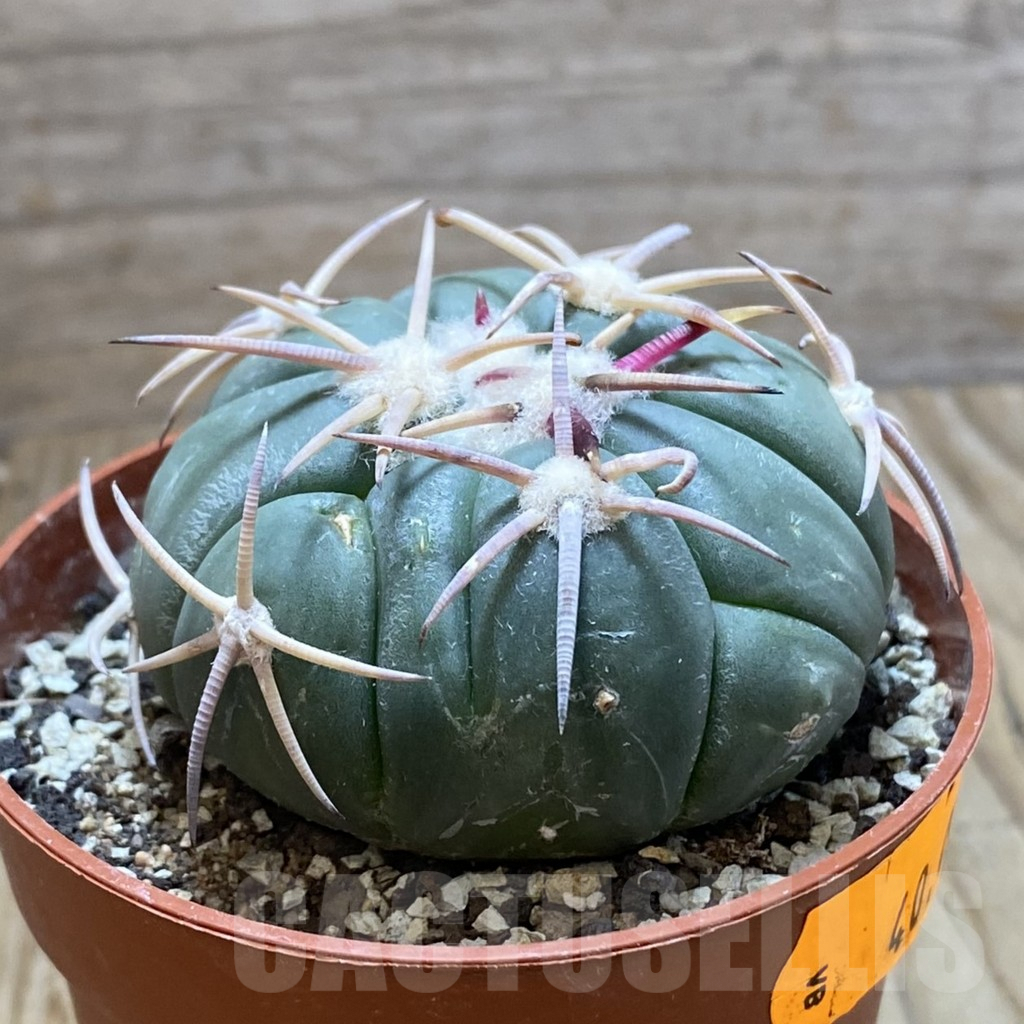 SH6312 Echinocactus horizonthalonius -Carazone d Mol- - Image 2
