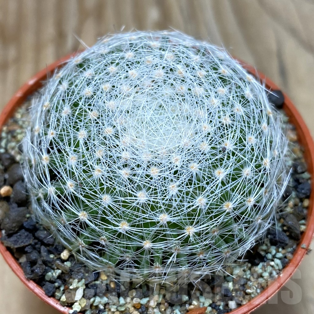 SH6336 Mammillaria lenta