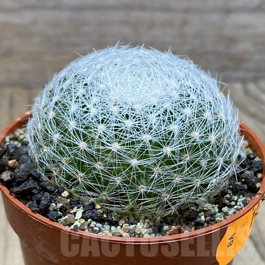 SH6336 Mammillaria lenta - Image 2